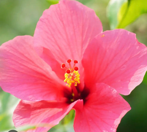 Aloha Bloom